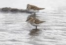 A Baird-partfutó (Calidris bairdii)