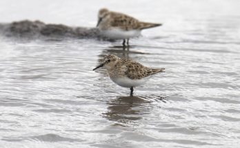 A Baird-partfutó (Calidris bairdii)