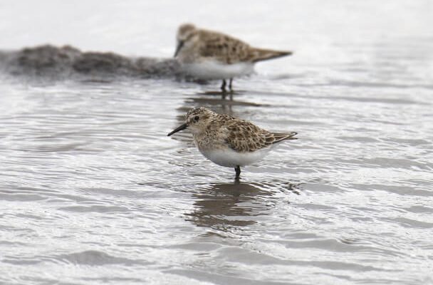 A Baird-partfutó (Calidris bairdii)