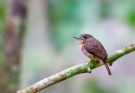 A bajszos bukkó hangja (Malacoptila panamensis)