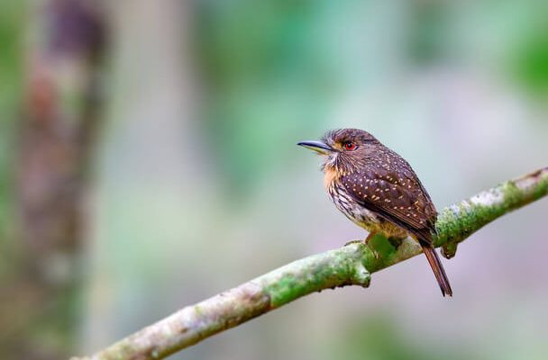 A bajszos bukkó (Malacoptila panamensis) megjelenése, életmódja, szaporodása