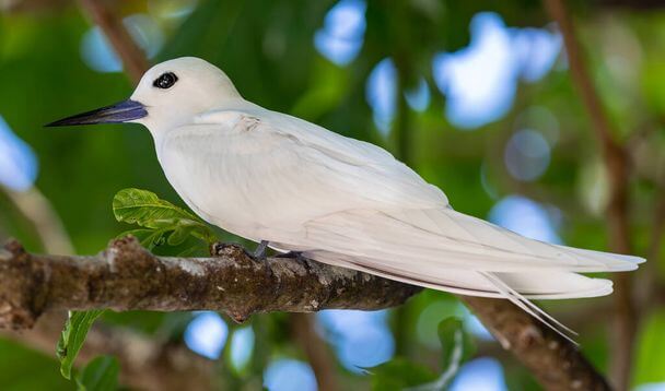 A tündércsér (Gygis alba)