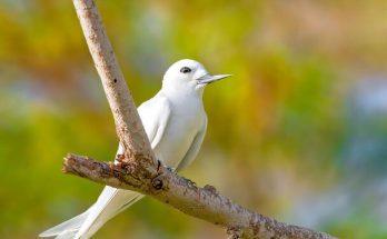 A tündércsér (Gygis alba)