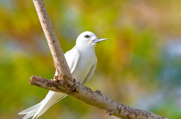 A tündércsér (Gygis alba)