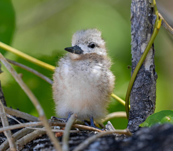 A tündércsér (Gygis alba)