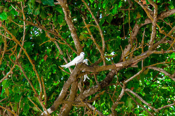 A tündércsér (Gygis alba)