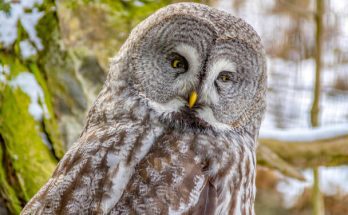 A szakállas bagoly (Strix nebulosa) 