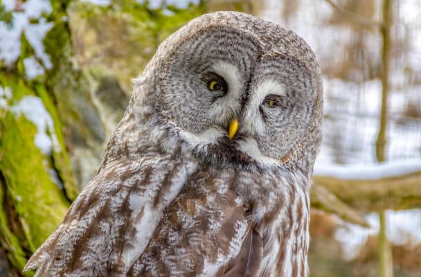 A szakállas bagoly (Strix nebulosa) 