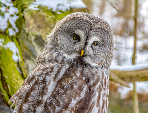 A szakállas bagoly (Strix nebulosa) 