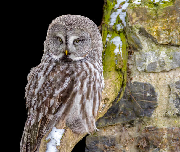 A szakállas bagoly (Strix nebulosa) 