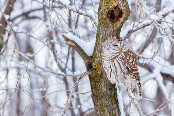 A szalagos bagoly (Strix varia) 