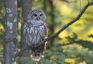 A szalagos bagoly (Strix varia) megjelenése, életmódja, szaporodása