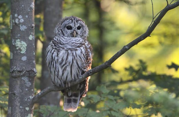 A szalagos bagoly (Strix varia) 