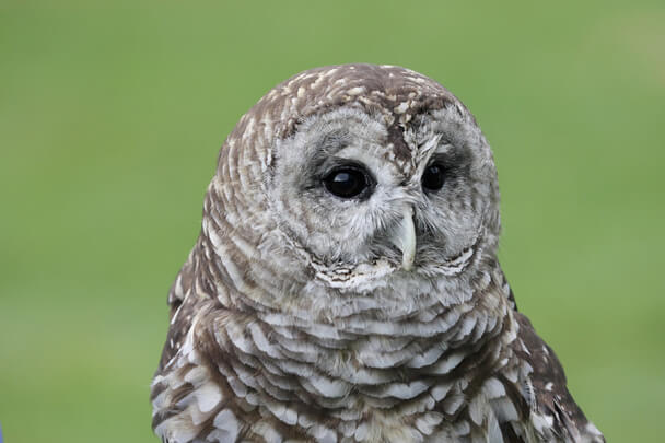 A szalagos bagoly (Strix varia) 