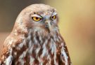 Az ugató bagoly (Ninox connivens)