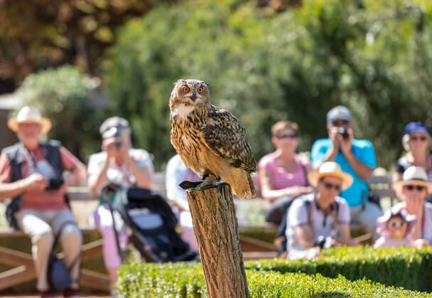 Az ugató bagoly (Ninox connivens)