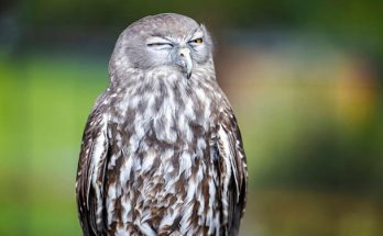 Az ugató bagoly (Ninox connivens)