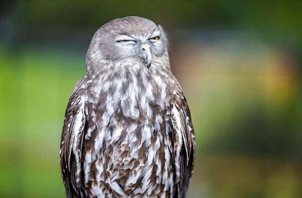 Az ugató bagoly (Ninox connivens)