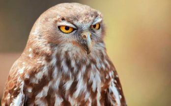 Az ugató bagoly (Ninox connivens)