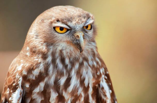 Az ugató bagoly (Ninox connivens)