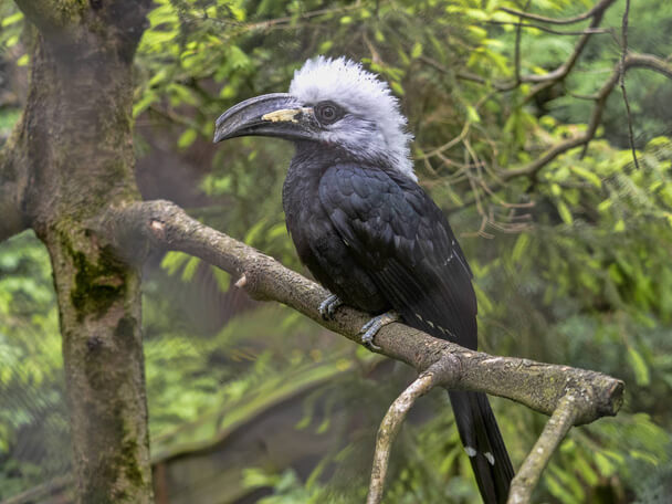 Az üstökös szarvascsőrű (Berenicornis comatus) 