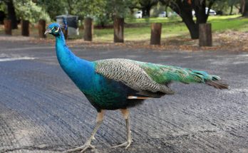 A kék páva vagy indiai páva (Pavo cristatus)