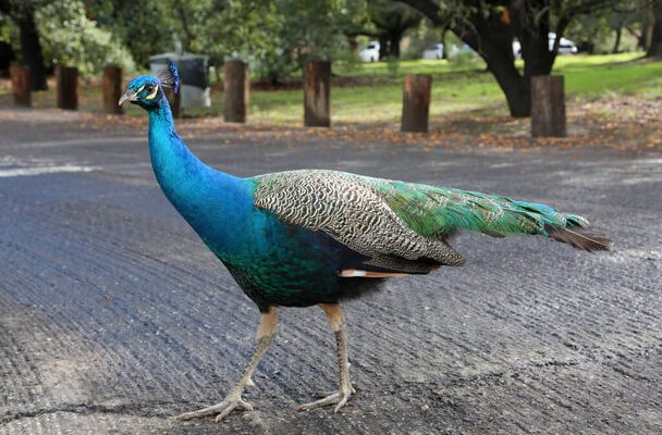 A kék páva vagy indiai páva (Pavo cristatus)