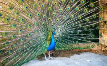 A kék páva vagy indiai páva (Pavo cristatus)