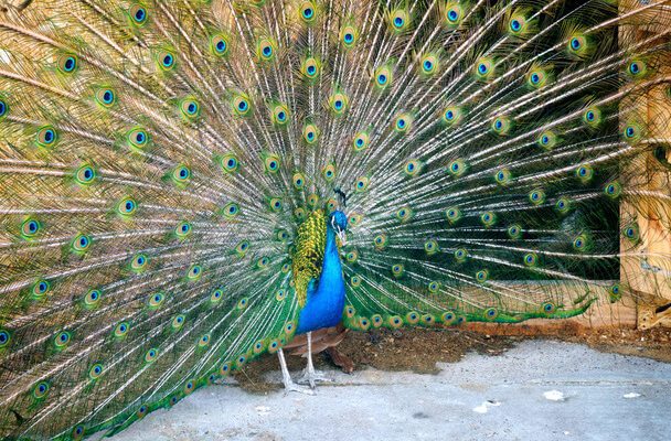 A kék páva vagy indiai páva (Pavo cristatus)