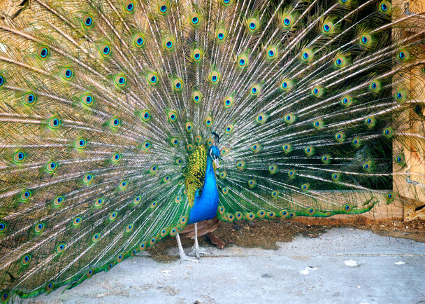 A kék páva vagy indiai páva (Pavo cristatus) 