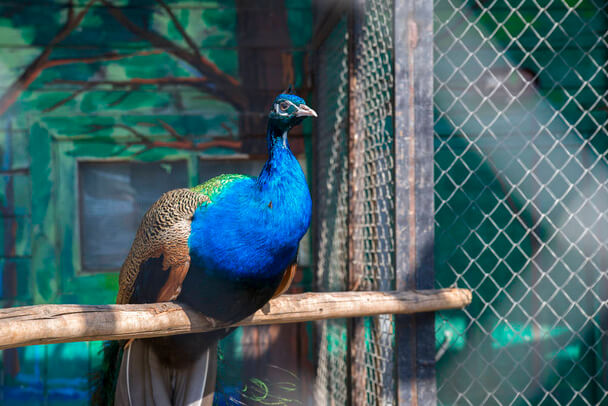 A kék páva vagy indiai páva (Pavo cristatus) 