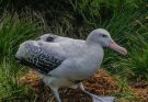 A vándoralbatrosz (Diomedea exulans) 