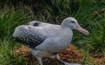 A vándoralbatrosz (Diomedea exulans) 