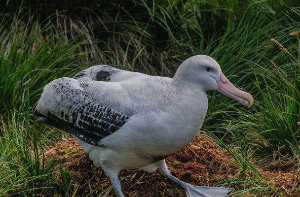 A vándoralbatrosz (Diomedea exulans) 