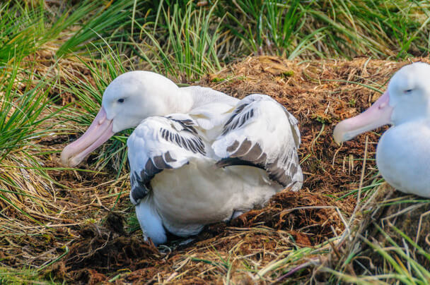 A vándoralbatrosz (Diomedea exulans) 