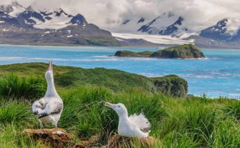 A vándoralbatrosz (Diomedea exulans) 