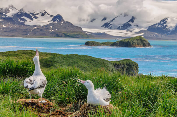 A vándoralbatrosz (Diomedea exulans) 