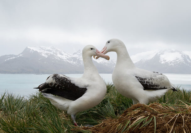 A vándoralbatrosz (Diomedea exulans) 