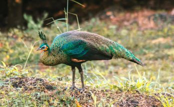 A zöld páva (Pavo muticus)