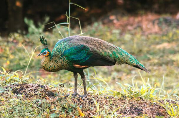 A zöld páva (Pavo muticus)