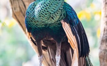 A zöld páva (Pavo muticus)