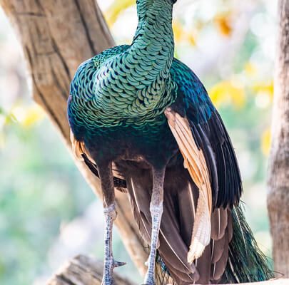 A zöld páva (Pavo muticus)