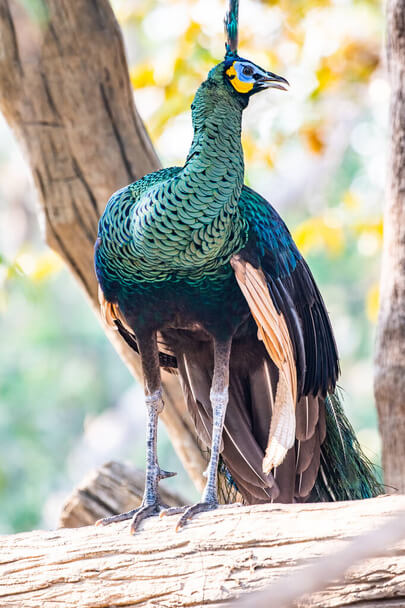 A zöld páva (Pavo muticus)