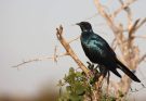 Az óriás-fényseregély (Lamprotornis australis) 