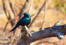 Az óriás-fényseregély (Lamprotornis australis) 