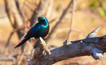 Az óriás-fényseregély (Lamprotornis australis) 