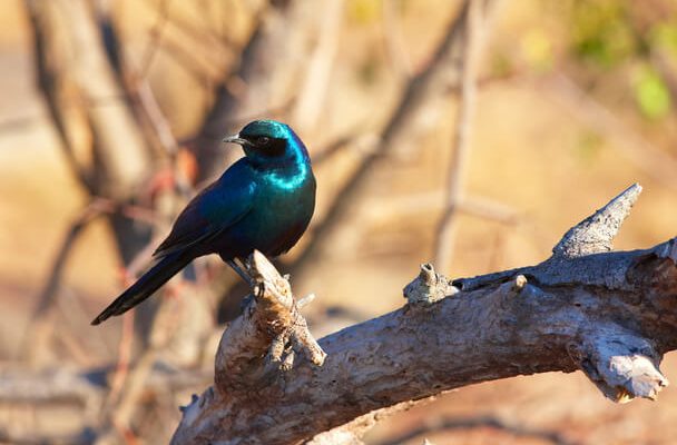 Az óriás-fényseregély (Lamprotornis australis) 