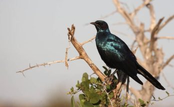 Az óriás-fényseregély (Lamprotornis australis) 