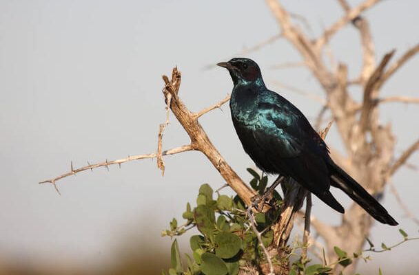 Az óriás-fényseregély (Lamprotornis australis) 