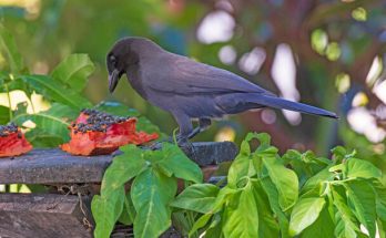 Az óriás gulyajáró (Molothrus oryzivorus)